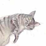 Omas Katze,Zeichnung